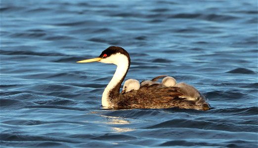 Western Grebes on the Huron Wetland Management District South Dakota photo