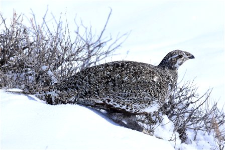 Greater sage-grouse on Seedskadee National Wildlife Refuge