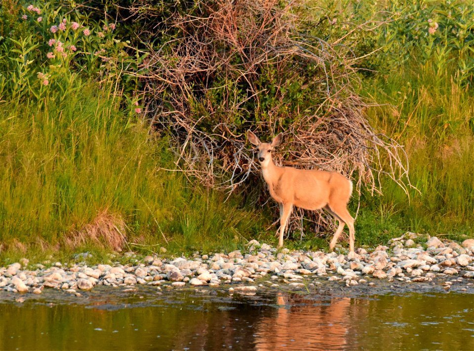 Mule deer at Seedskadee National Wildlife Refuge