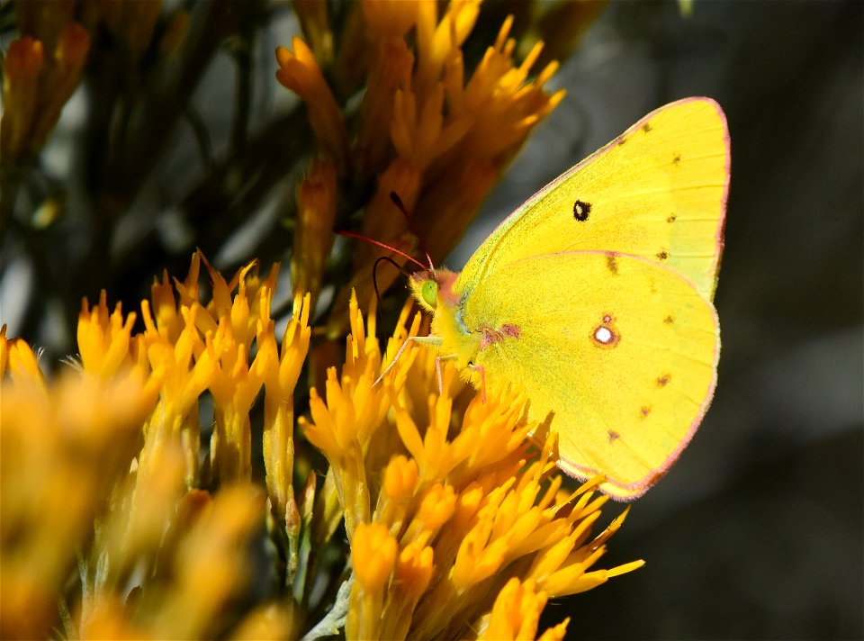 clouded sulphur Colias eurytheme on Seedskadee National Wildlife Refuge