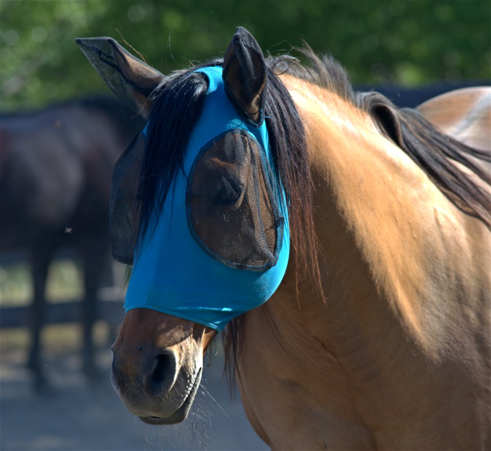 Equestrian Super Hero