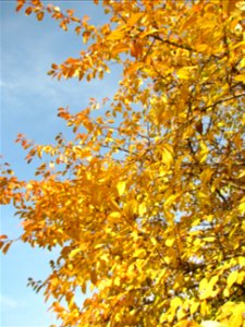 toamna2009_1120_112823
