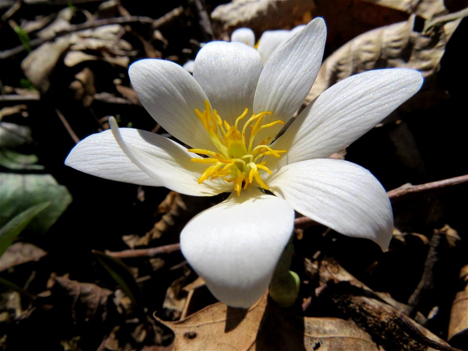 Bloodroot in Bloom