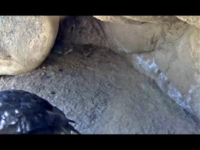 California condor #923 in its nest.