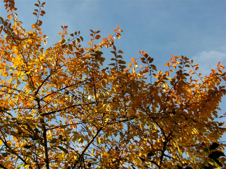 toamna2009_1120_112658