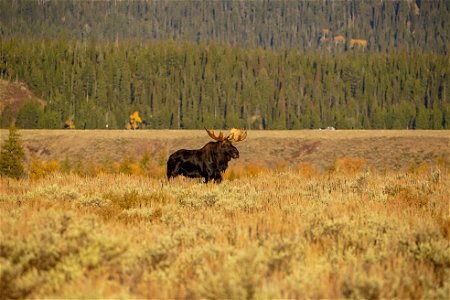 Moose