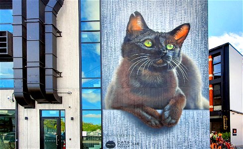 Rescue cat mural. photo