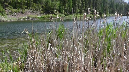 CNF Long Lake B-roll by Shar Puckett