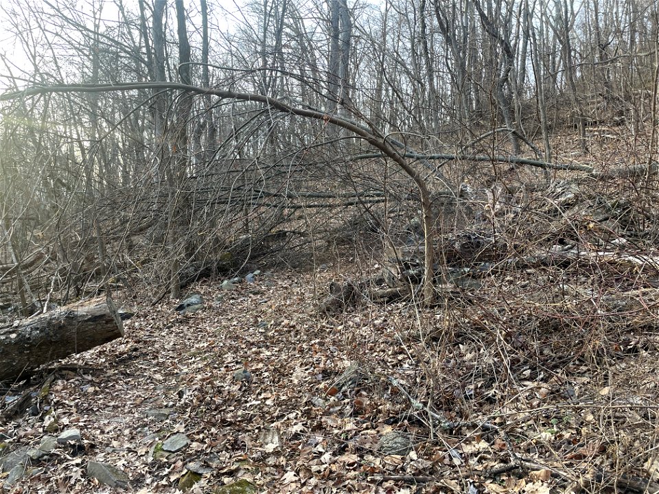 Trees down on AT North