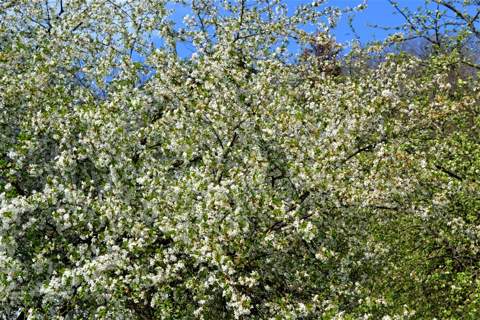 Spring ,April 2023