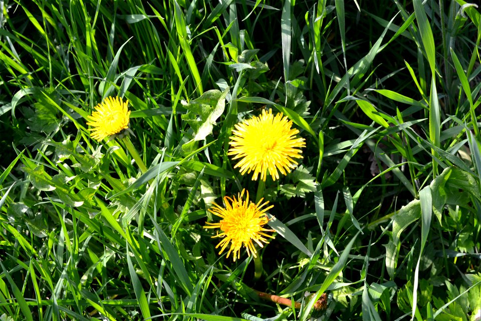 Spring ,April 2023