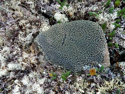Lichens on rock photo