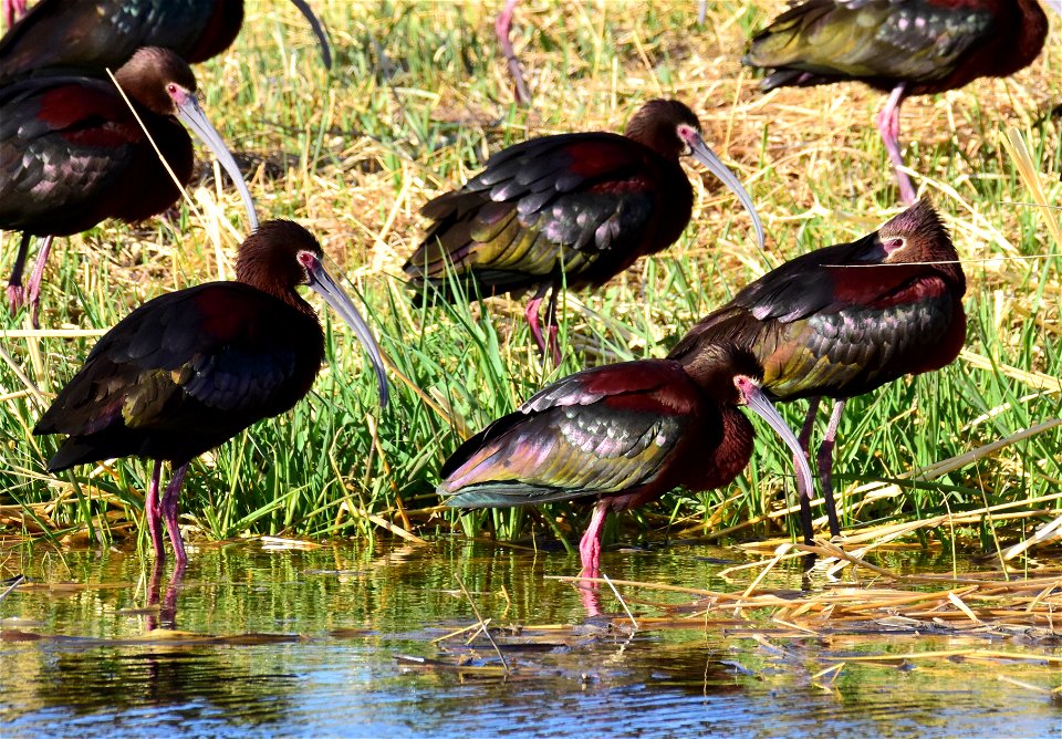 White-faced ibis at Seedskadee National Wildlife Refuge