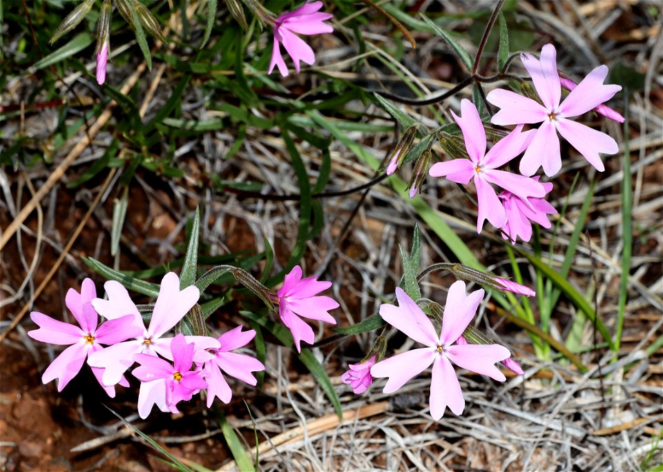 Phlox speciosa (Showy Phlox) (05-03-2022) west of o'brian on lone mt rd at or mt botanical area, josephine co, or-01