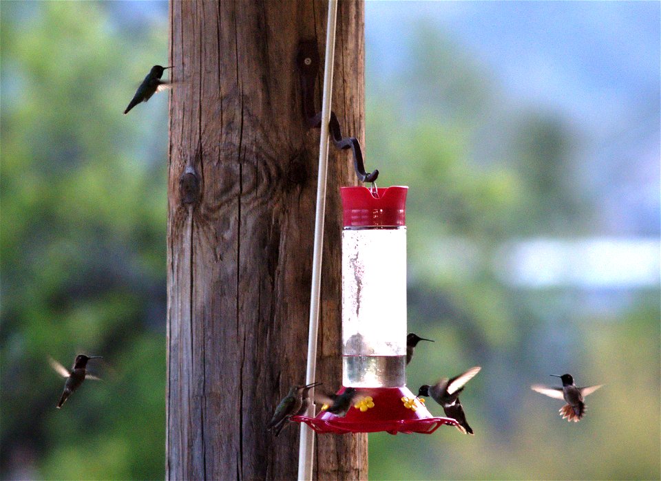Last feeding of the day