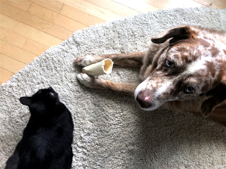C'mon Felix, Share Da Bone
