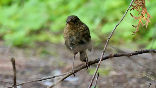 Rotkehlchen Jungvogel