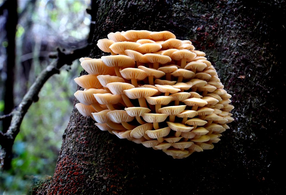 Flammulina velutipes