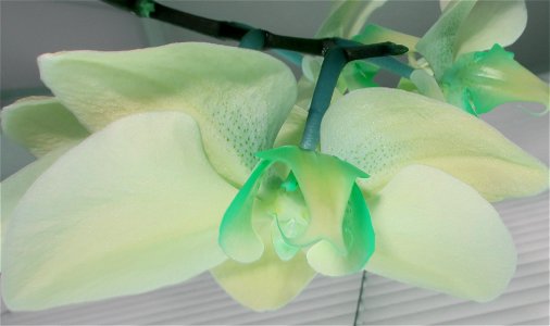 orchids-兰花_2023_0223_210808