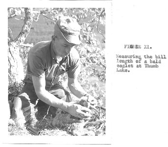 (1961) Measuring Bill Length of Bald Eagle photo