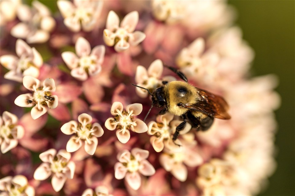 Milkweed Blossoms and a Bee photo