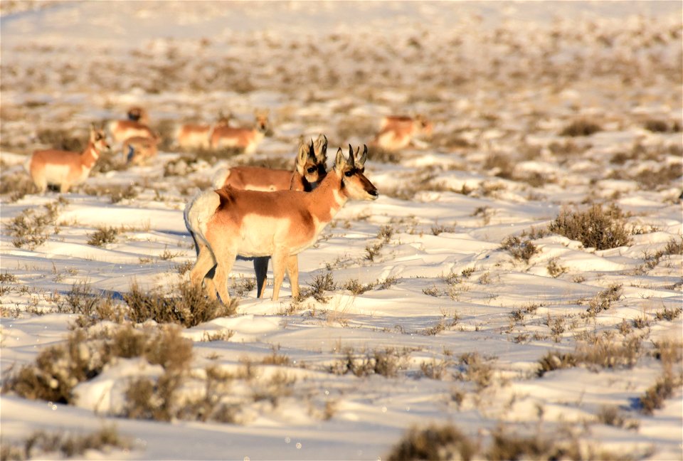 Pronghorn on Seedskadee National Wildlife Refuge