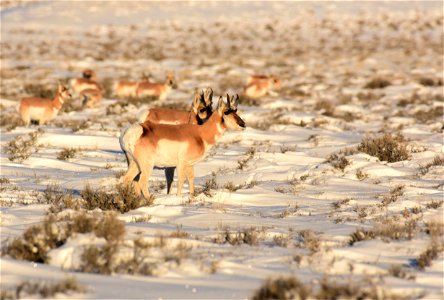 Pronghorn on Seedskadee National Wildlife Refuge photo