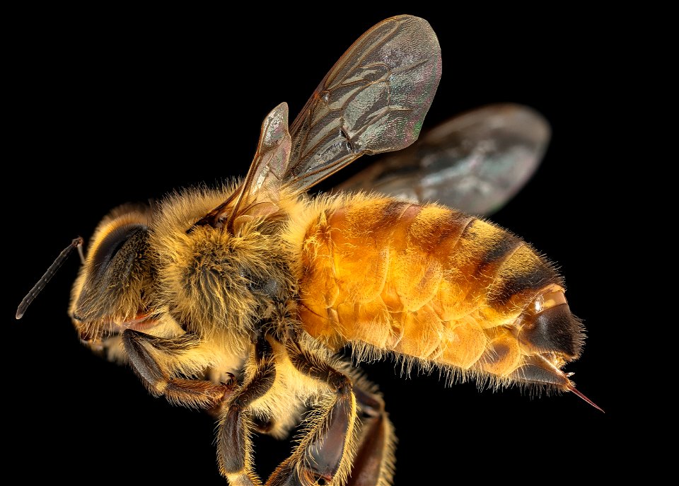 Apis mellifera, f, abdomen and sting, Phil Frank_2021-10-07-18.45.46 ZS PMax UDR copy photo