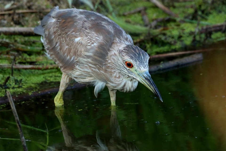 Immature Black-Crowned Night Heron Huron Wetland Management District South Dakota photo