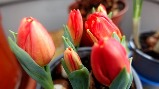 tulips_lalele-2023_0218_133602