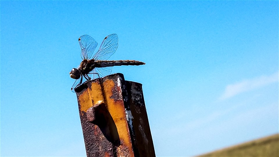 Dragonfly Lake Andes Wetland Management District South Dakota photo