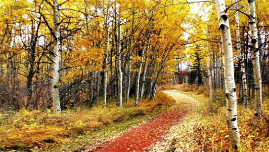 An autumn trail. photo