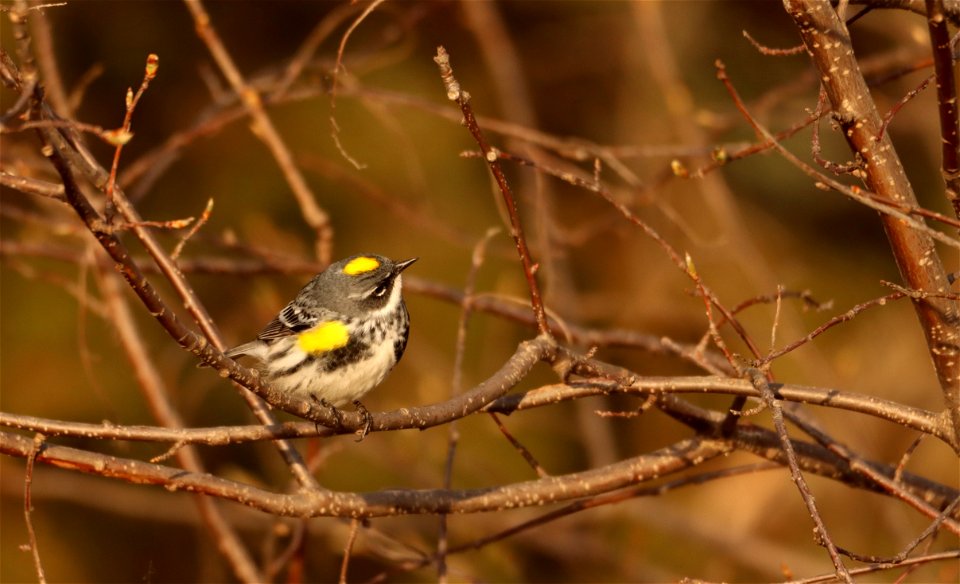 Yellow-rumped Warbler Huron WMD South Dakota photo