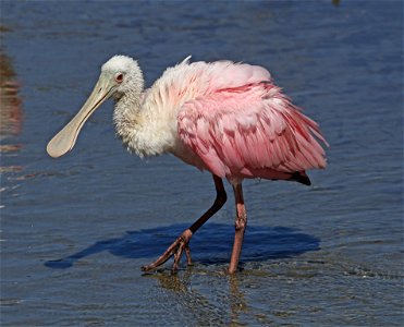 201 - ROSEATE SPOONBILL (02-12-2023) birding center, south padre island, cameron co, tx -00a photo