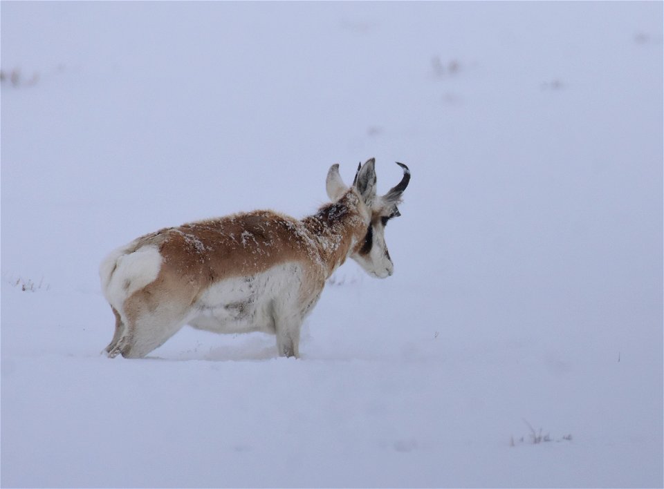 Pronghorn on Seedskadee National Wildlife Refuge