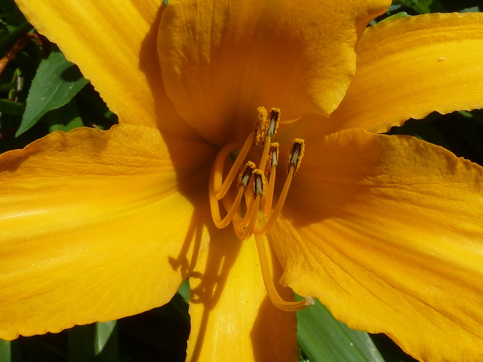 Plant petals stamen