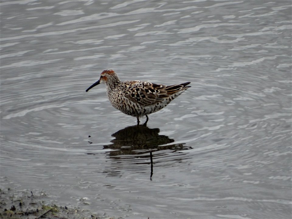 Stilt Sandpiper on the Hunt Lake Andes Wetland Management District South Dakota