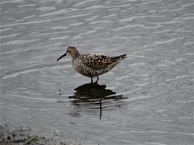 Stilt Sandpiper on the Hunt Lake Andes Wetland Management District South Dakota photo