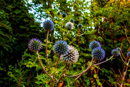 Echinops(Globe thistle) Echinops are one of those plants that you either know or you don’t. Popular with gardeners who have space and big, deep herbaceous borders, they tend to be ignored by those who have smaller gardens. This is because most Echinops ca photo