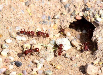 Western Harvester Ant (Pogonomyrmex occidentalis) at Seedskadee National Wildlife Refuge Wyoming photo