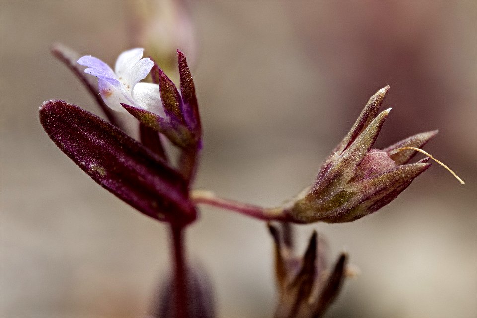 Collinsia parviflora