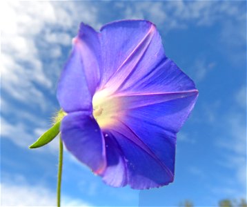 MORNING GLORY, sp (Ipomoea sp) (8-15-2021) madera canyon, santa rita mts, pima co, az -06 (2)