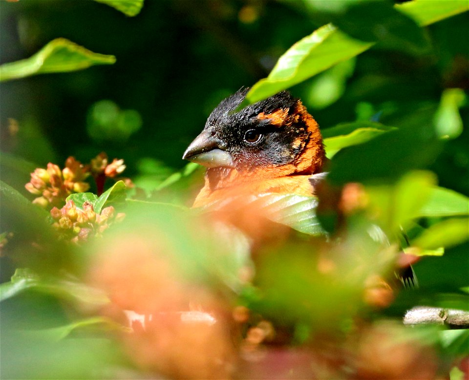 920 - BLACK-HEADED GROSBEAK (5-23-2021) yard, crescent city, ca -02