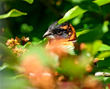 920 - BLACK-HEADED GROSBEAK (5-23-2021) yard, crescent city, ca -02