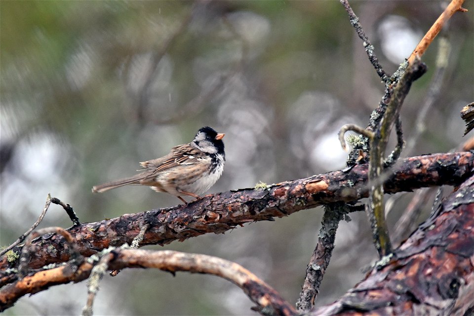 Harris's sparrow photo