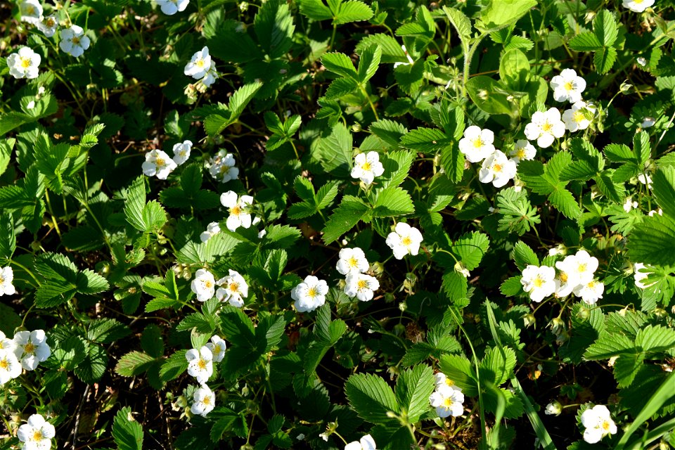 Wild Strawberry flowers