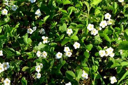 Wild Strawberry flowers