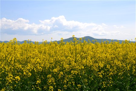 Rapeseed Field photo