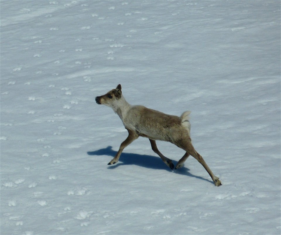 Caribou in Kilbuck Mountains