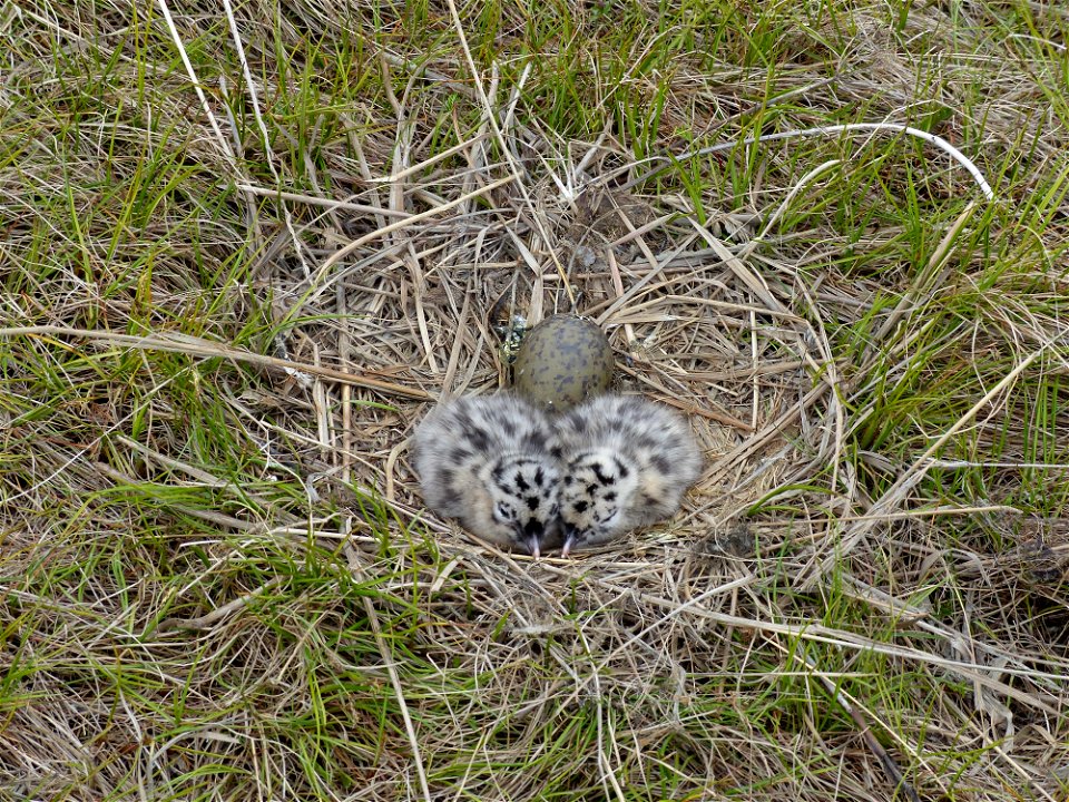 Mew Gull nest photo